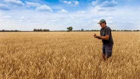 MARS серьёзно снизило прогноз по урожаю пшеницы в России